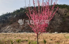 tree, 나무, flower, 꽃, 산, 사진,이미지,일러스트,캘리그라피 - 행복감성작가 크라우드픽 - 저작권 걱정 없는 상업용 이미지