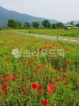 물의정원, 양귀비꽃, 남양주, field, 들, 사진,이미지,일러스트,캘리그라피 - MacYoo작가 크라우드픽 - 저작권 걱정 없는 상업용 이미지