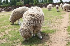 팜랜드, 양, 목장, 동물, 먹이, 사진,이미지,일러스트,캘리그라피 - 함께사는세상작가 크라우드픽 - 저작권 걱정 없는 상업용 이미지