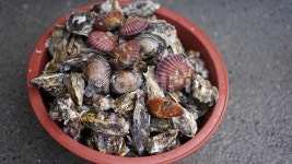 굴, 굴찜, 굴축제, 해산물, 음식, 사진,이미지,일러스트,캘리그라피 - leejack작가 크라우드픽 - 저작권 걱정 없는 상업용 이미지