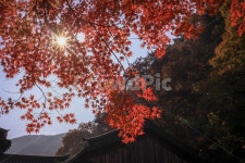 단풍, 하늘, 산, 기와집, 풍경, 사진,이미지,일러스트,캘리그라피 - 달맹기작가 크라우드픽 - 저작권 걱정 없는 상업용 이미지
