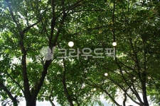 나무, 정원, 가든, 배경, 자연, 사진,이미지,일러스트,캘리그라피 - widelake작가 크라우드픽 - 저작권 걱정 없는 상업용 이미지