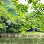 호수, 호수풍경, 연못, 연못풍경, 나무, 사진,이미지,일러스트,캘리그라피 - 소중한 인연작가 크라우드픽 - 저작권 걱정 없는 상업용 이미지