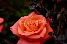 장미, 장미접사, 봄, 물방울, 물방울접사, 사진,이미지,일러스트,캘리그라피 - Nghazha작가 크라우드픽 - 저작권 걱정 없는 상업용 이미지