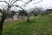 배밭, 배나무밭, 배나무, 농장, 배농장, 사진,이미지,일러스트,캘리그라피 - currere작가 크라우드픽 - 저작권 걱정 없는 상업용 이미지