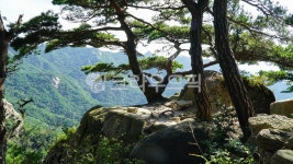 소나무, 산마루, 오래된, 가지, 굵은, 사진,이미지,일러스트,캘리그라피 - 웅장작가 크라우드픽 - 저작권 걱정 없는 상업용 이미지