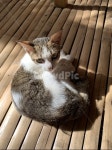 아기고양이, 고양이, 길고양이, 동네고양이, 여름, 사진,이미지,일러스트,캘리그라피 - Yoonie1222작가 크라우드픽 - 저작권 걱정 없는 상업용... 