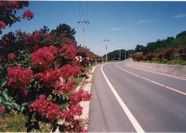 ‘우리나라 대표하는 경관도로 52선’서천군 군도 5호선 선정 < 서천... 충청신문 ‘우리나라 대표하는 경관도로 52선’서천군 군도 5호선 선정