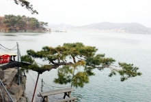 탑정호를 사랑한 소나무 < 포토뉴스 < 기사본문 - 충청신문 탑정호를 사랑한 소나무