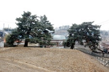논산시, 갈산리 곰솔 ‘새단장’ < 논산 < 충남 < 기사본문 - 충청신문 논산시, 갈산리 곰솔 ‘새단장’