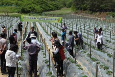 금산군, 고추터널재배단지조성 < 금산 < 충남 < 기사본문 - 충청신문 금산군, 고추터널재배단지조성