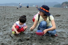 홍성 속동갯벌 체험마을 인기 < 홍성 < 충남 < 기사본문 - 충청신문 홍성 속동갯벌 체험마을 인기