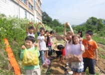 청풍초·중, 텃밭가꾸기 체험 < 교육 < 뉴스 < 기사본문 - 충청신문 청풍초·중, 텃밭가꾸기 체험