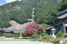 영동 천년고찰 반야사, 호랑이 “어흥!” < 영동 < 충북 < 기사본문 - 충청신문 영동 천년고찰 반야사, 호랑이 “어흥!”