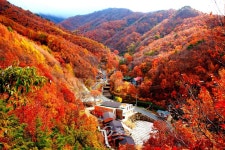 민주지산 휴양림‘오색단풍 숲속 힐링’ < 영동 < 충북 < 기사본문 - 충청신문 민주지산 휴양림‘오색단풍 숲속 힐링’