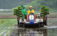 충남도, 청풍명월 골드 6월 부터 전국 롯데슈퍼서 판매 < 충남 < 기사본문 - 충청신문 충남도, 청풍명월 골드 6월 부터 전국 롯데슈퍼서 판매