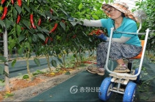 태안군, 중장4리에 고추 수확차 40대 보급 < 태안 < 서산·보령·서천·태안 < 충남 < 기사본문 - 충청신문 태안군, 중장4리에 고추 수확차 40대... 