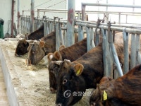 아산유황칡소 수도권 백화점 납품 < 아산 < 천안·공주·아산 < 충남 < 기사본문 - 충청신문 아산유황칡소 수도권 백화점 납품