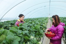 당진시, 상큼한 ‘해나루 청정딸기’ 수확 한창 < 당진 < 충남 < 기사본문 - 충청신문 당진시, 상큼한 ‘해나루 청정딸기’ 수확 한창