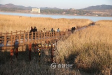 서천군, 신성리 갈대밭 ‘한국 관광의 별’ 후보 선정 < 서천 < 충남 < 기사본문 - 충청신문 서천군, 신성리 갈대밭 ‘한국 관광의 별’ 후보 선정