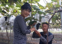 청주시, 전국 최고 품질 포도단지 육성 < 청주 < 충북 < 기사본문 - 충청신문 청주시, 전국 최고 품질 포도단지 육성