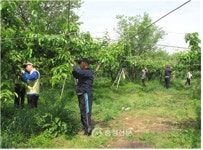 한국농어촌공사 논산지사, 과수원 일손 돕기 < 사람들 < 충청人 < 기사본문 - 충청신문 한국농어촌공사 논산지사, 과수원 일손 돕기