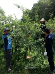 괴산증평교육지원청, 농촌 일손 돕기 구슬땀 < 사람들 < 충청人 < 기사본문 - 충청신문 괴산증평교육지원청, 농촌 일손 돕기 구슬땀
