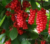 괴산군, 오미자 특화품목으로 집중 육성 < 괴산 < 증평·진천·괴산·음성 < 충북 < 기사본문 - 충청신문 괴산군, 오미자 특화품목으로 집중 육성