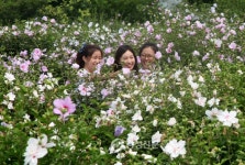 태안 천리포수목원, ‘무궁화·수련’ 특별전 < 태안 < 서산·보령·서천·태안 < 충남 < 기사본문 - 충청신문 태안 천리포수목원, ‘무궁화·수련’... 