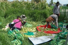 온양4동 주민자치위원회 사랑의 옥수수 수확 구슬땀 < 사람들 < 충청人 < 기사본문 - 충청신문 온양4동 주민자치위원회 사랑의 옥수수 수확 구슬땀