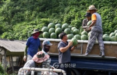 단양 명품 여름과일 어상천 수박 ‘대박’ < 단양 < 충북 < 기사본문 - 충청신문 단양 명품 여름과일 어상천 수박 ‘대박’