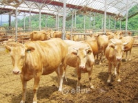 괴산 한우, 전국 최고가에 팔려 < 괴산 < 증평·진천·괴산·음성 < 충북 < 기사본문 - 충청신문 괴산 한우, 전국 최고가에 팔려
