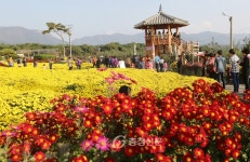 서산시, 은은한 가을의 향연…국화축제 ‘인기’ < 서산 < 서산·보령·서천·태안 < 충남 < 기사본문 - 충청신문 서산시, 은은한 가을의 향연... 