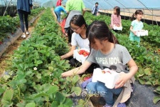 백강초, 새콤달콤 딸기가 여기 있어요! < 교육 < 뉴스 < 기사본문 - 충청신문 백강초, 새콤달콤 딸기가 여기 있어요!