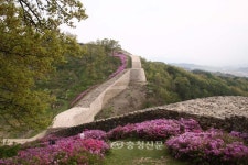 보은군, ‘삼년산성 영산홍’ 상춘객 유혹 < 보은 < 충북 < 기사본문 - 충청신문 보은군, ‘삼년산성 영산홍’ 상춘객 유혹
