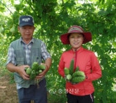 청양군 화성면 용당리 주민들 여주수확 한창 < 청양 < 충남 < 기사본문 - 충청신문 청양군 화성면 용당리 주민들 여주수확 한창