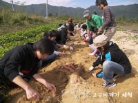 [충청신문-충청남도 ‘마을기업’함께 키운다] 금산힐링푸드 영농조합법인 < 연재마감 < 오피니언 < 기사본문 - 충청신문 [충청신문-충청남도... 