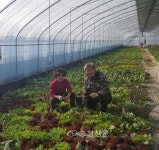 옥천 증약리 쌈채소 농장 인기 < 옥천 < 충북 < 기사본문 - 충청신문 옥천 증약리 쌈채소 농장 인기