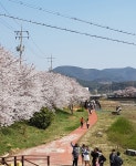서산서 주말 해미천 벚꽃축제 열려 < 서산 < 충남 < 기사본문 - 충청신문 서산서 주말 해미천 벚꽃축제 열려