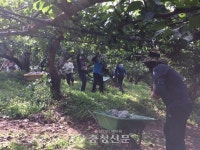 아산시 둔포면, 가을철 농촌일손돕기 봉사활동 펼쳐 < 사람들 < 충청人 < 기사본문 - 충청신문 아산시 둔포면, 가을철 농촌일손돕기 봉사활동 펼쳐