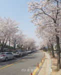 [시] 벚꽃 코로나 < 오피니언 < 기사본문 - 충청신문 [시] 벚꽃 코로나