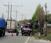 천안시 동면 가로수길, 무리한 가지치기… 주민심신 황폐화 < 사회... 충청신문 천안시 동면 가로수길, 무리한 가지치기… 주민심신 황폐화