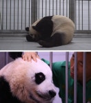 쌍둥이 판다, 성장일기 보고 싶다면? 여기로 < 문화 < 뉴스 < 기사본문 - 충청신문 쌍둥이 판다, 성장일기 보고 싶다면? 여기로