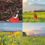 [충청신문 주말여행] 제주 가볼만한 곳은?항파두리 역사문화제, 9 81파... 항파두리 역사문화제, 9 81파크, 휴애리 핑크뮬리 축제, 마노르블랑... 