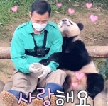 에버랜드 쌍둥이 판다와 푸바오 때문에... < 엔터 < 뉴스 < 기사본문 - 충청신문 에버랜드 쌍둥이 판다와 푸바오 때문에...