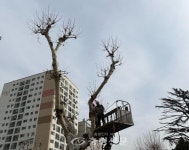 대전 중구, 봄맞이 가로수길 새단장 < 사회 < 뉴스 < 기사본문 - 충청신문 대전 중구, 봄맞이 가로수길 새단장