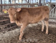 충남도 축산기술연구소 수정란 출생 암송아지 최우수상 수상 < 내포 < 충남 < 기사본문 - 충청신문 충남도 축산기술연구소 수정란 출생 암송아지... 