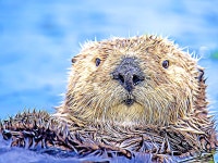 Oswald by Artist Quinn on Dribbble Oswald