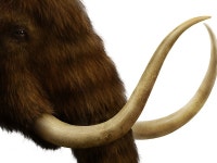 Mammoth by Eldar Zakirov on Dribbble Mammoth