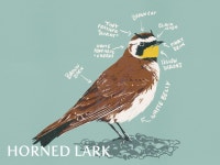 1/287 - Horned Lark by Spencer High on Dribbble 1/287 - Horned Lark